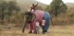 В Индии слониху нарядили в джинсы Levi's